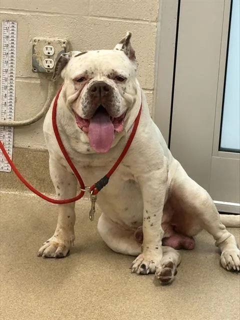 An adult medium-sized male American Bulldog dog named Hollow for adoption in Grand Prairie, TX