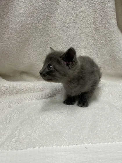 A baby small-sized female Domestic Short Hair cat named Freida Estelle for adoption in Covington, LA