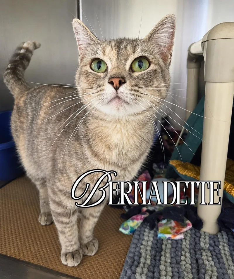 A young medium-sized female Tabby (Gray / Blue / Silver) Domestic Short Hair cat named Bernadette for adoption in Nevada, IA