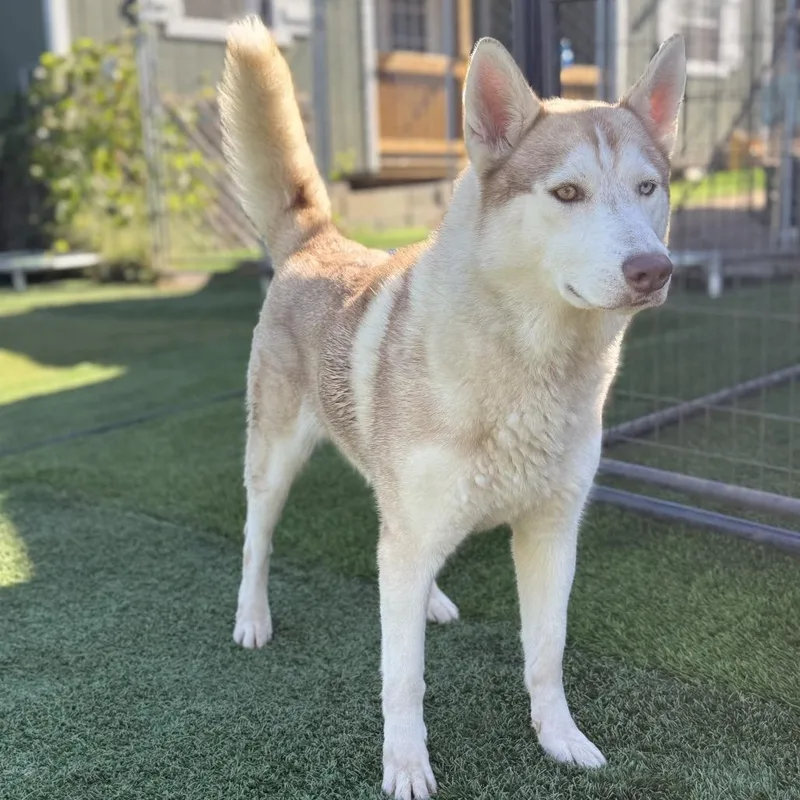 An adult small-sized male White / Cream Husky dog named True for adoption in San Diego, CA