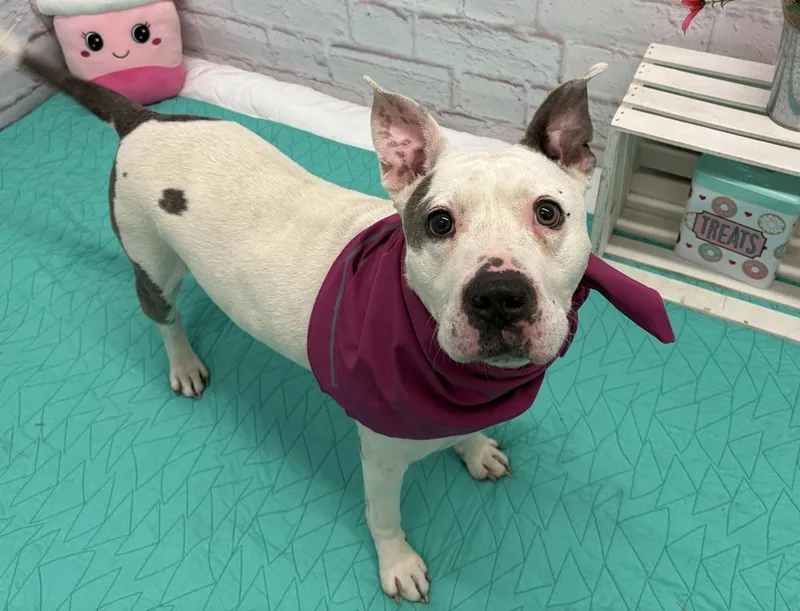 An adult medium-sized female Mixed Breed dog named Serena for adoption in Detroit, MI