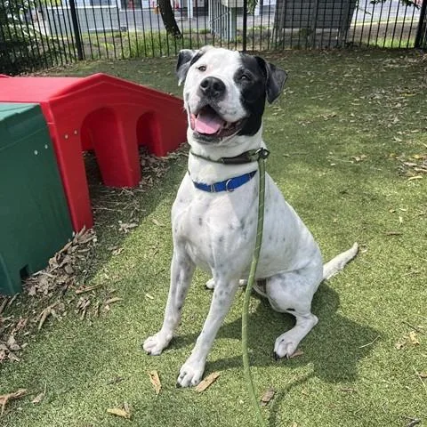 Bella
