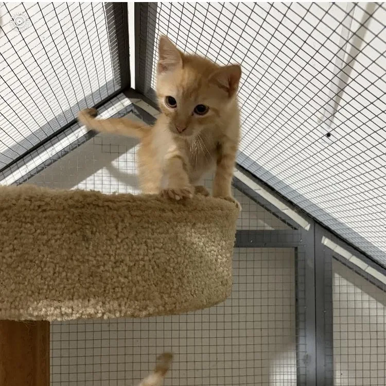A baby medium-sized female Orange & White Domestic Short Hair cat named Willamena for adoption in Paradise, TX
