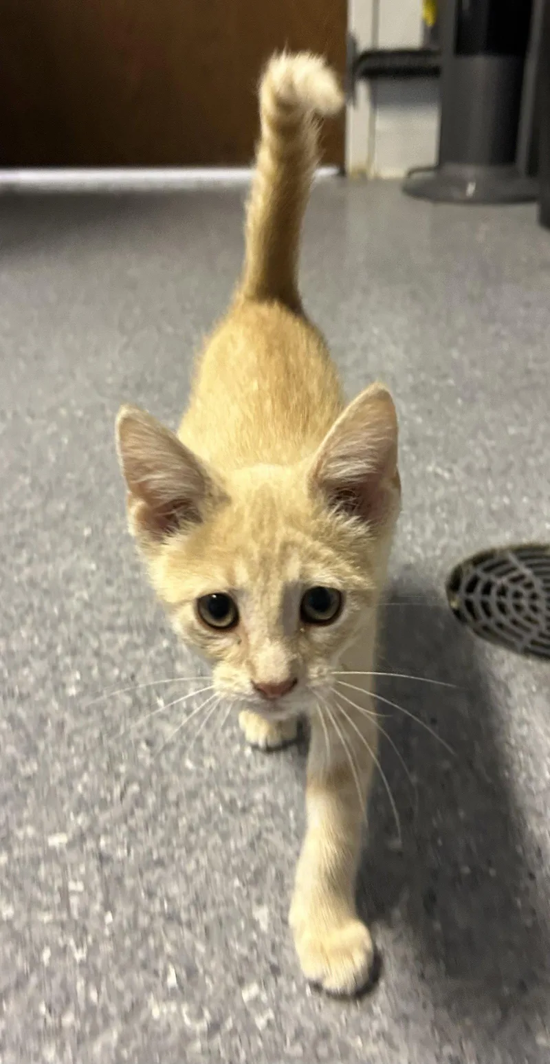 Simba