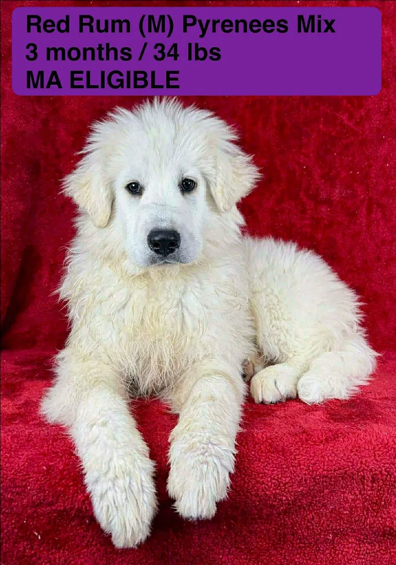 An adult extra large-sized male Great Pyrenees dog named Red Rum for adoption in Pomfret Center, CT