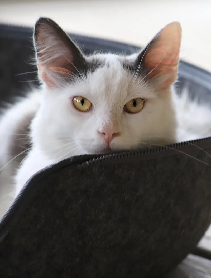 A young medium-sized male Domestic Medium Hair cat named Dos for adoption in North Fort Myers, FL