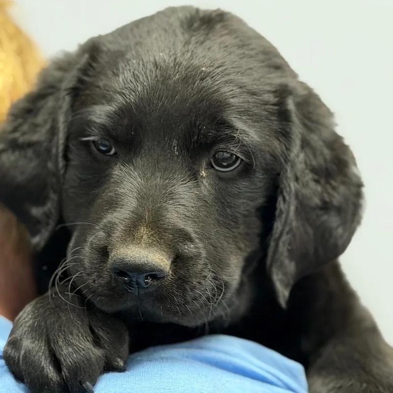 A baby small-sized male Black Golden Retriever dog named Andy for adoption in Idaho Falls, ID