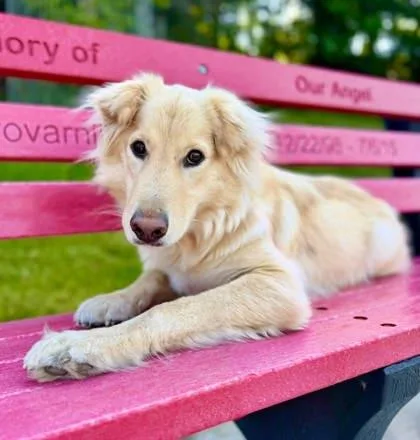 An adult medium-sized male Collie dog named Nash for adoption in Parma, OH