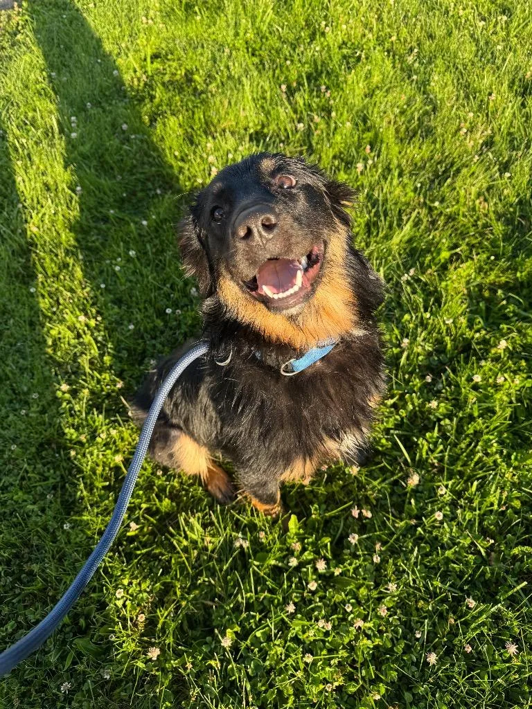 A young medium-sized male Australian Shepherd dog named Tater Tot for adoption in Springfield, OH