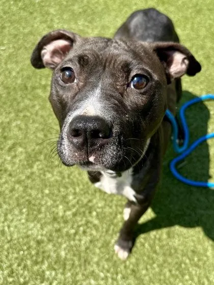 An adult large-sized female Black Mixed Breed dog named Birthday Cake Oreo for adoption in Wichita, KS