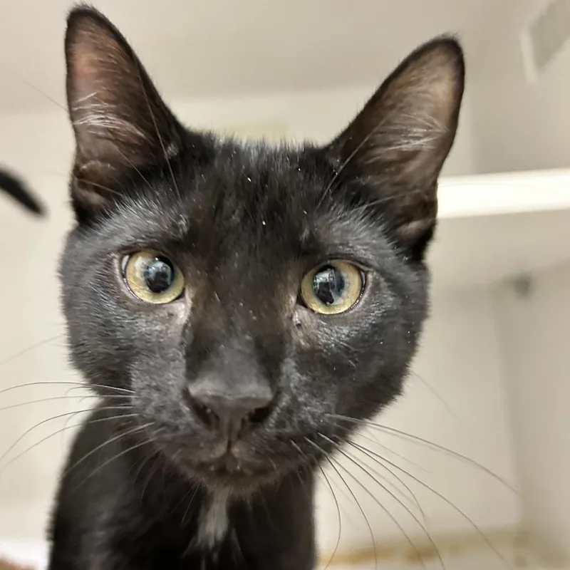 A baby medium-sized male Black Domestic Short Hair cat named Batman for adoption in Redwood City, CA