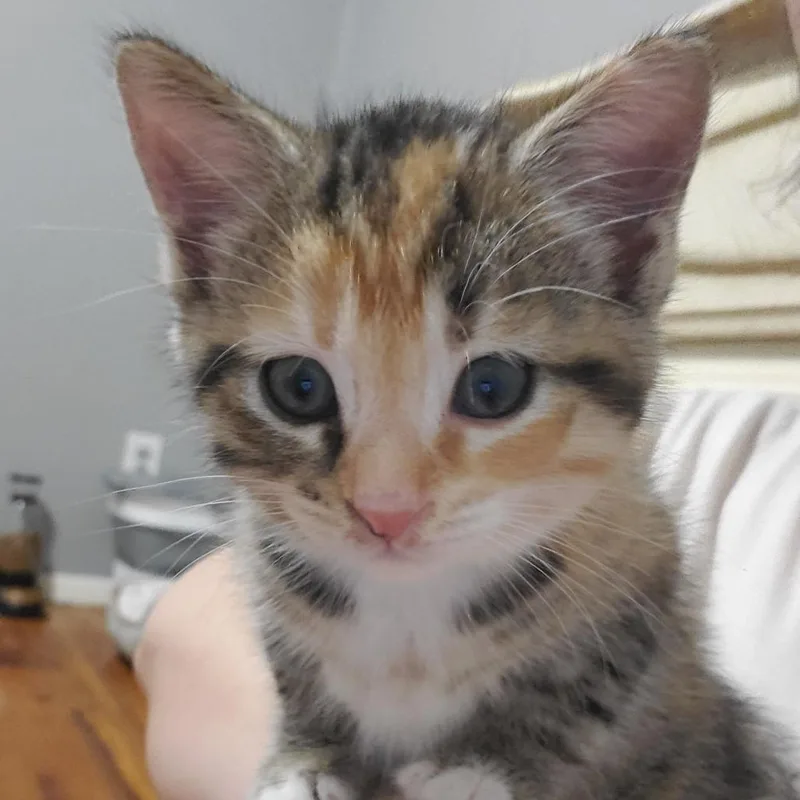 A baby small-sized female Brown / Chocolate Domestic Short Hair cat named Peaches for adoption in Granville, OH