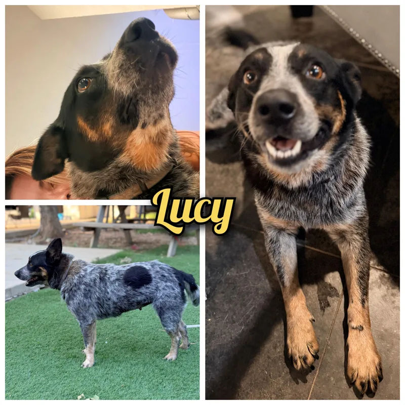 Lucy thumbnail 4