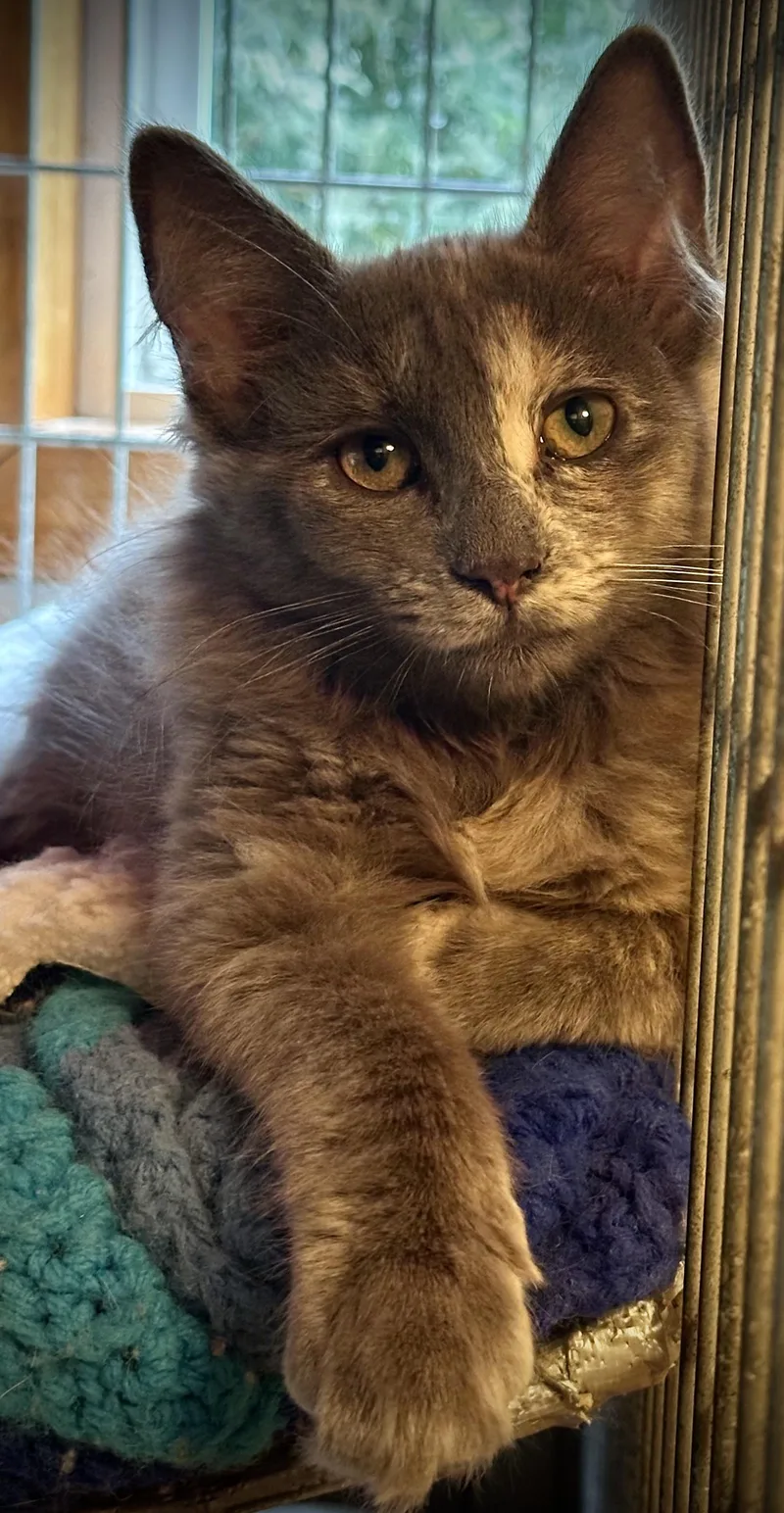 A baby medium-sized female Dilute Tortoiseshell cat named Sabrina for adoption in Buffalo, NY