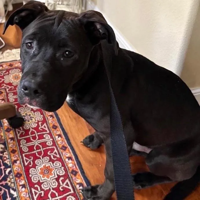 A young medium-sized male Black Boxer dog named Sonny for adoption in Northbrook, IL