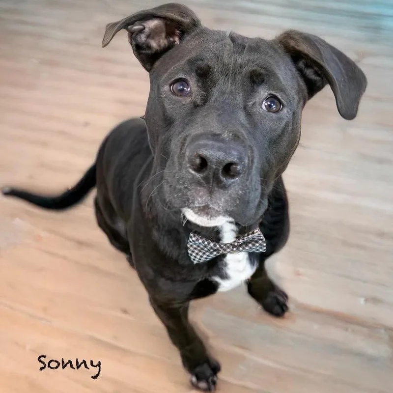 Sonny thumbnail 2