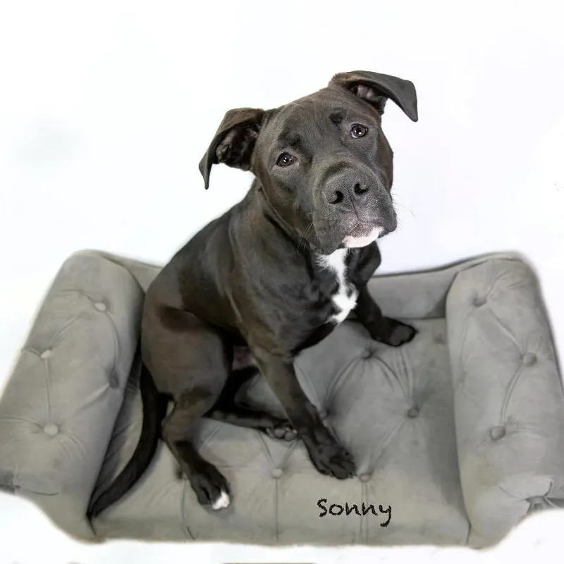 Sonny thumbnail 3