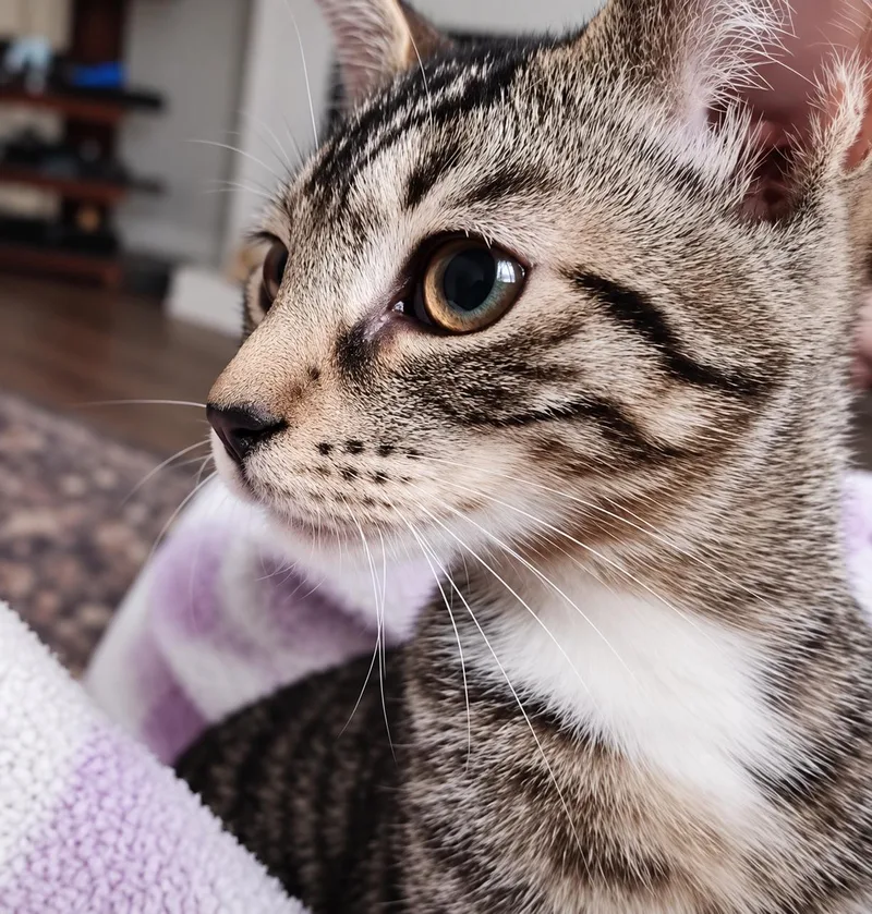 Soba & Koda thumbnail 3