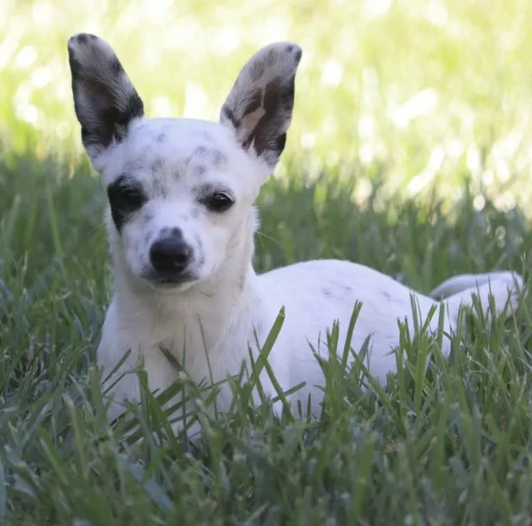 A baby small-sized female White / Cream Chihuahua dog named Pepper for adoption in Mead, CO