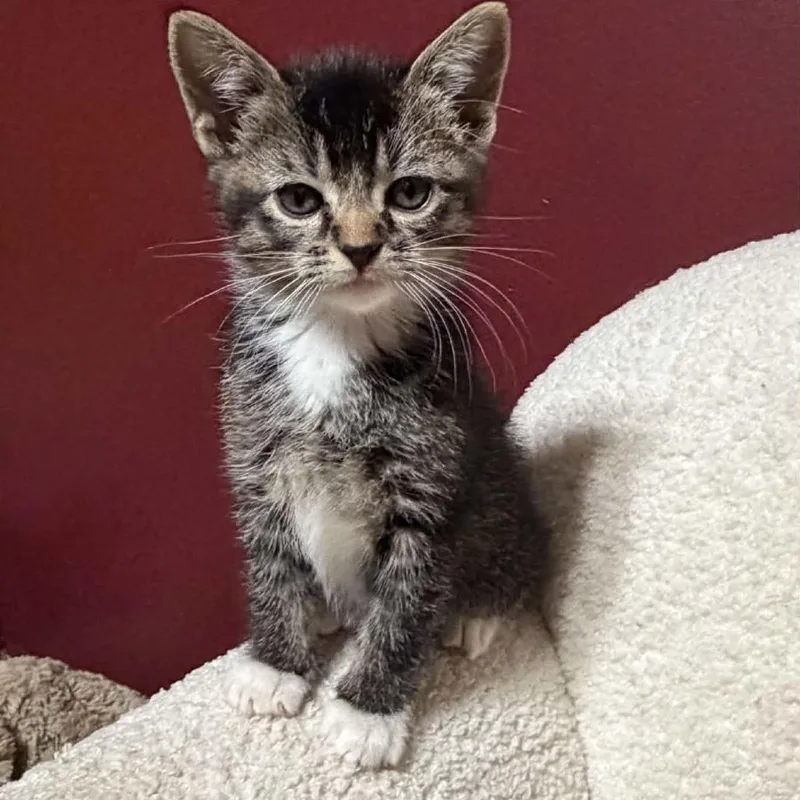 A baby small-sized female Brown / Chocolate Domestic Short Hair cat named Investigator C for adoption in Princeton, MN