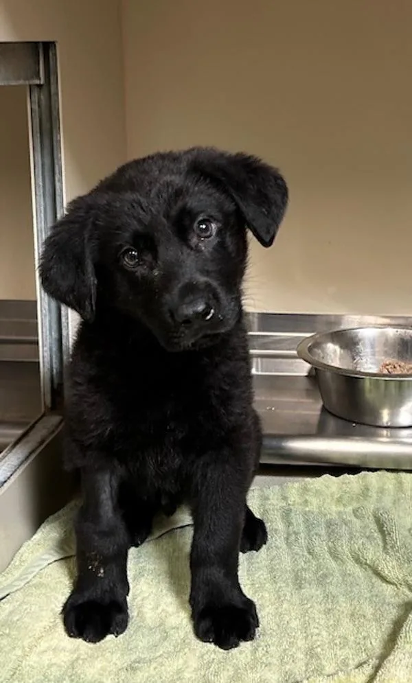 Mc Flurry thumbnail 2