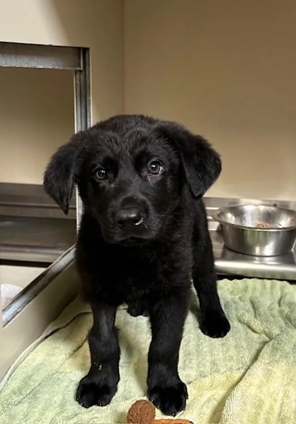 Mc Flurry thumbnail 3