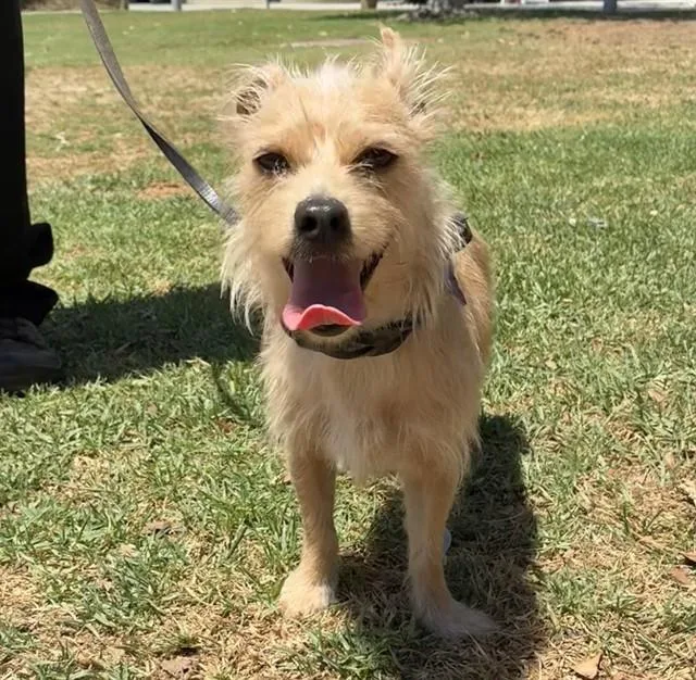A young small-sized male Terrier dog named Jasper for adoption in Riverside, CA