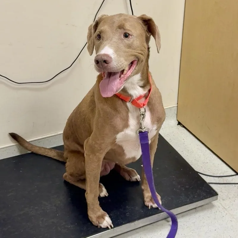 A senior medium-sized female Brown / Chocolate Mixed Breed dog named Ronnie for adoption in Baltimore, MD