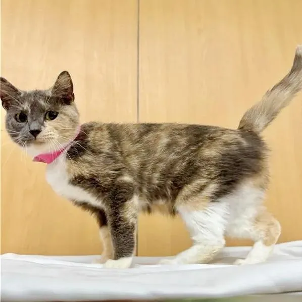 A young medium-sized female Domestic Medium Hair cat named Sissy for adoption in Saint Louis, MO