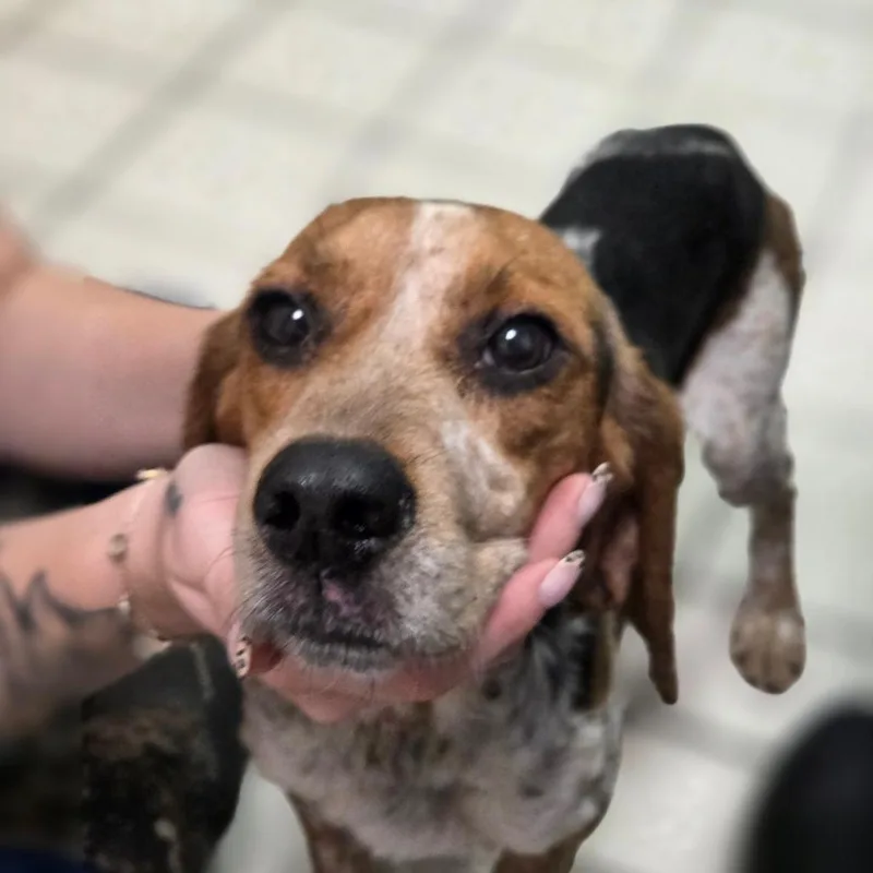 An adult small-sized male Black Mixed Breed dog named Notadoodle for adoption in Charleston, WV