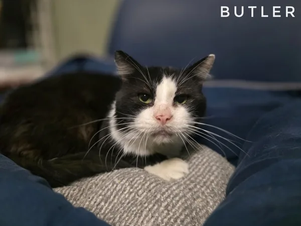 An adult medium-sized male Domestic Short Hair cat named Butler for adoption in Topeka, KS