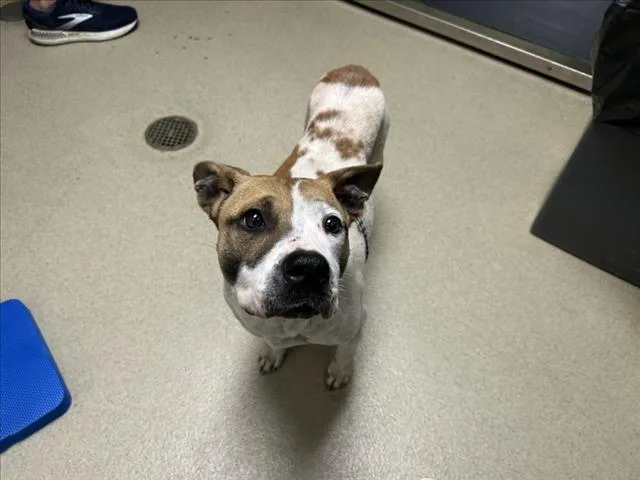 An adult medium-sized female Pit Bull Terrier dog named Evie for adoption in Chapel Hill, NC
