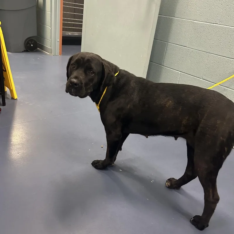 A young large-sized female Brindle Cane Corso dog named Chai for adoption in Greensboro, NC