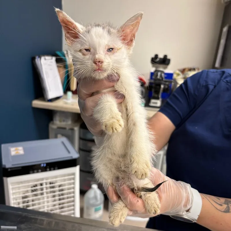 A baby medium-sized male White Domestic Short Hair cat named Chex for adoption in Newark, NJ