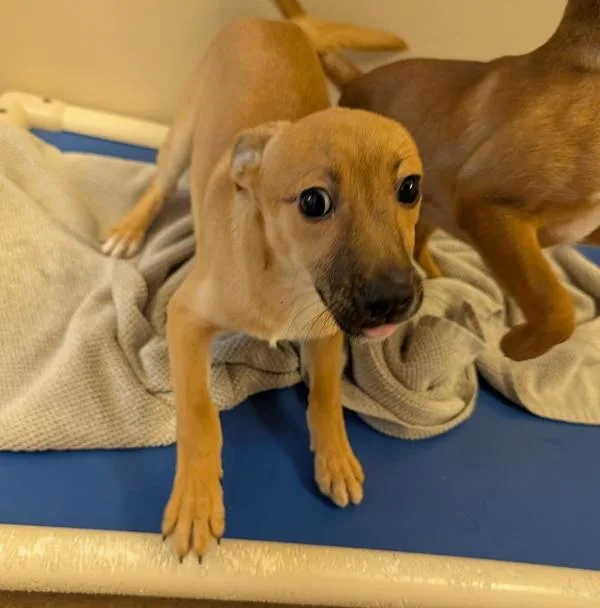 A baby small-sized male Chihuahua dog named Breadstick for adoption in Santa Rosa, CA