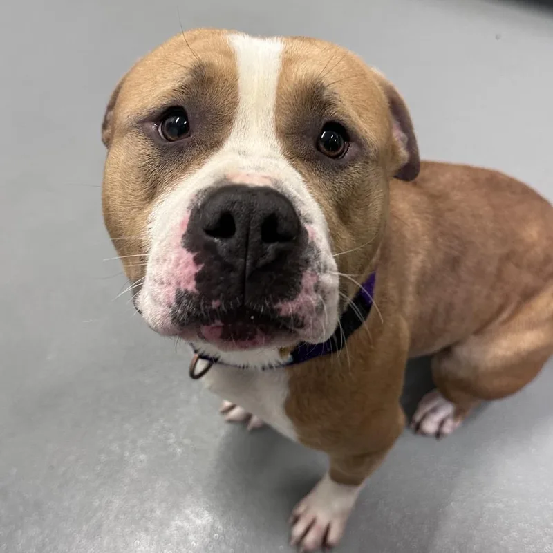 An adult large-sized male Yellow / Tan / Blond / Fawn Pit Bull Terrier dog named Champ for adoption in Mount Vernon, IN