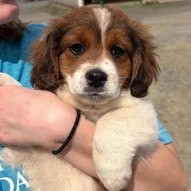 A baby small-sized male White / Cream Cavalier King Charles Spaniel dog named Rock for adoption in Marshall, VA