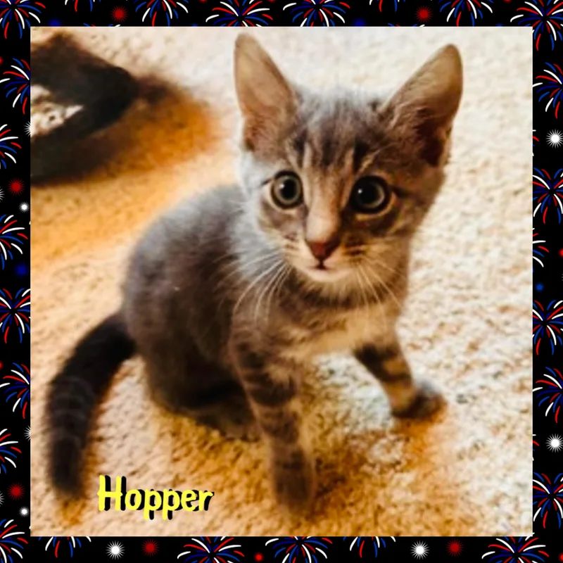 A baby medium-sized female Tabby (Gray / Blue / Silver) Domestic Long Hair cat named Hopper for adoption in Red Lodge, MT