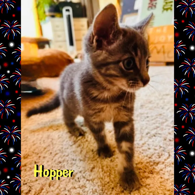 Hopper thumbnail 2