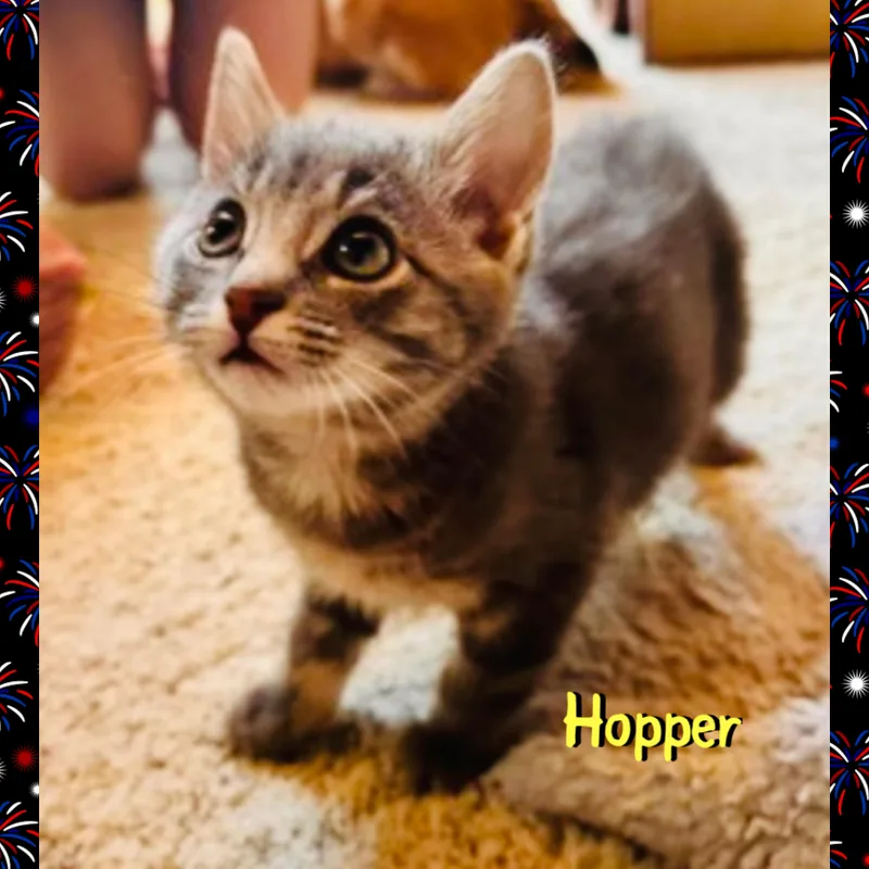 Hopper thumbnail 3