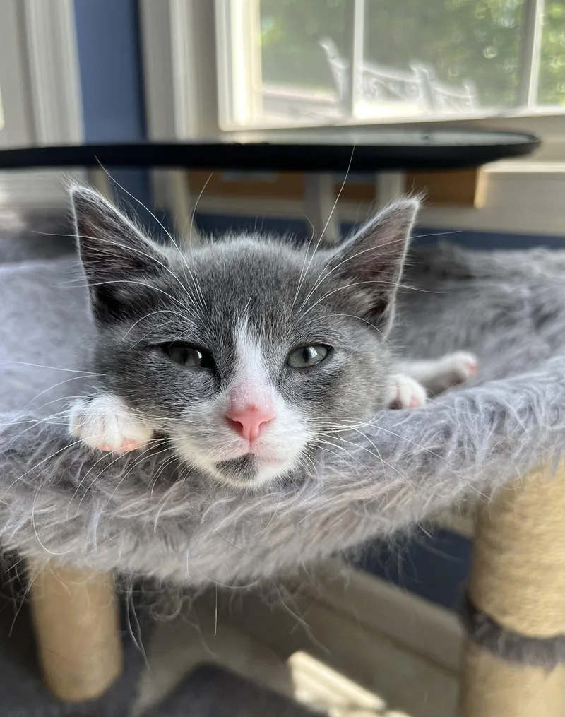 A baby medium-sized female Gray & White Domestic Short Hair cat named Tempest for adoption in Trenton, NJ