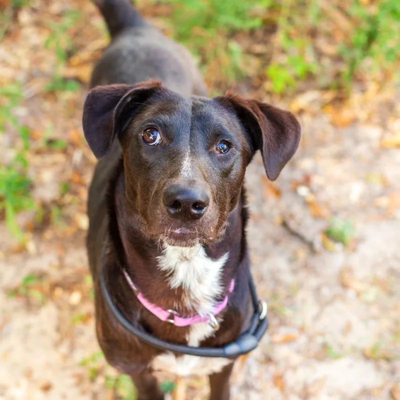 A young medium-sized male Black Labrador Retriever dog named Marco for adoption in Novelty, OH