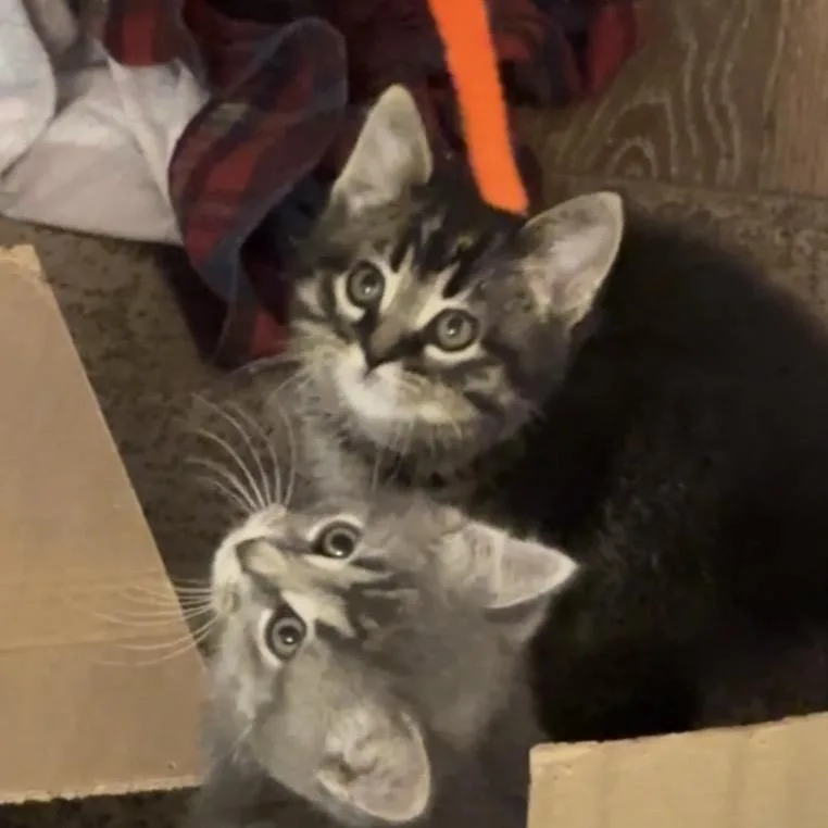 A baby small-sized male Domestic Short Hair cat named Pepper for adoption in Monroe, MI