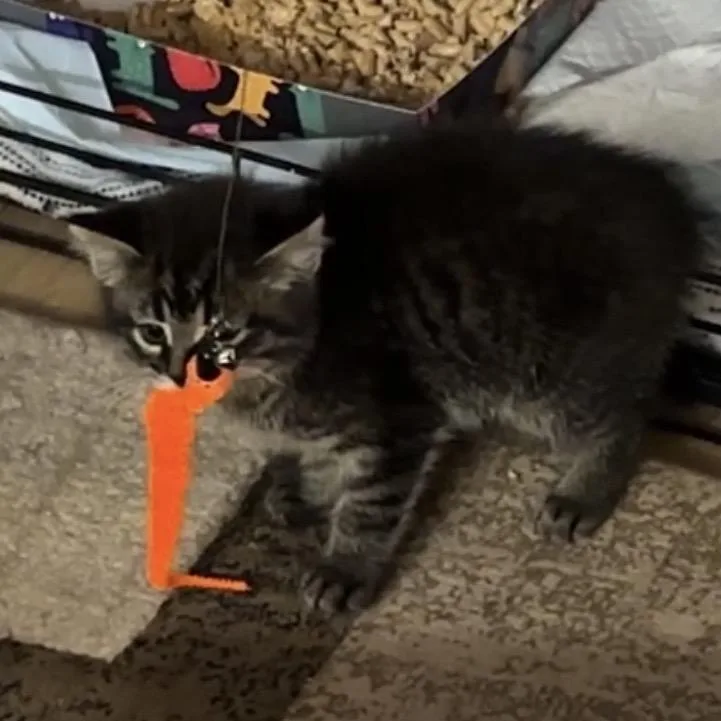 Pepper thumbnail 2