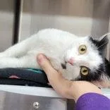 A young medium-sized female Black Domestic Short Hair cat named Catalina for adoption in Portsmouth, OH