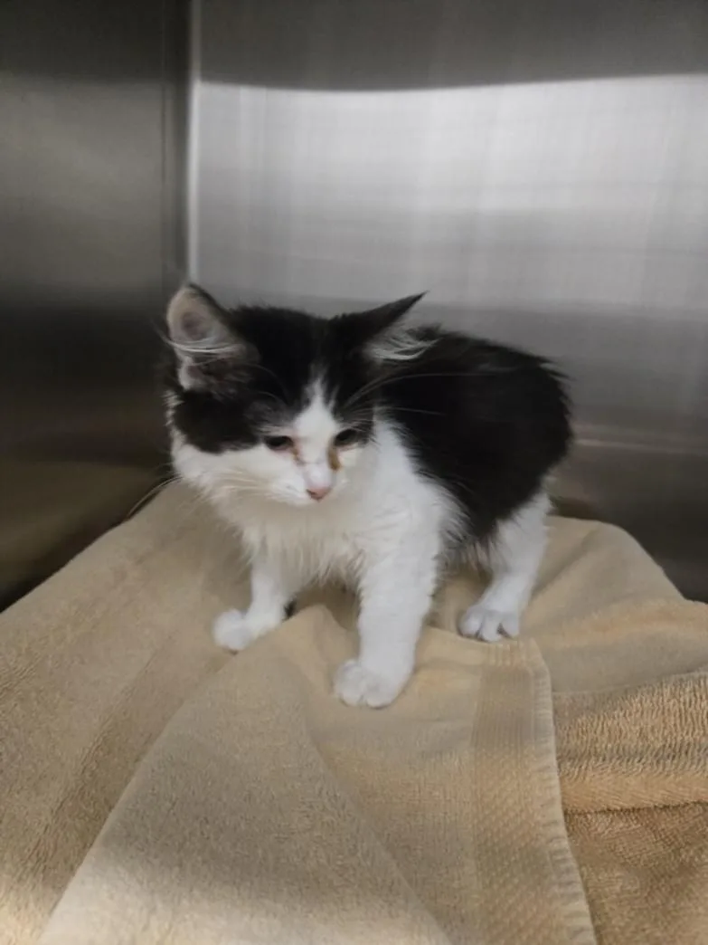 A baby medium-sized female Manx cat named Kashmir for adoption in Derwood, MD