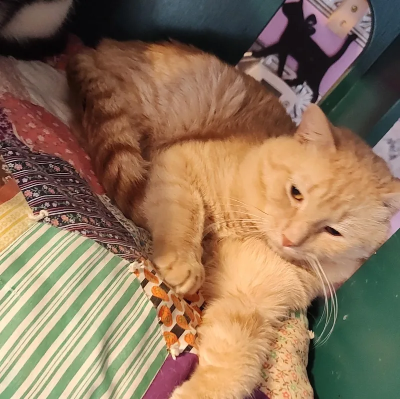 An adult medium-sized male Domestic Short Hair cat named Finn for adoption in Huntington, MA