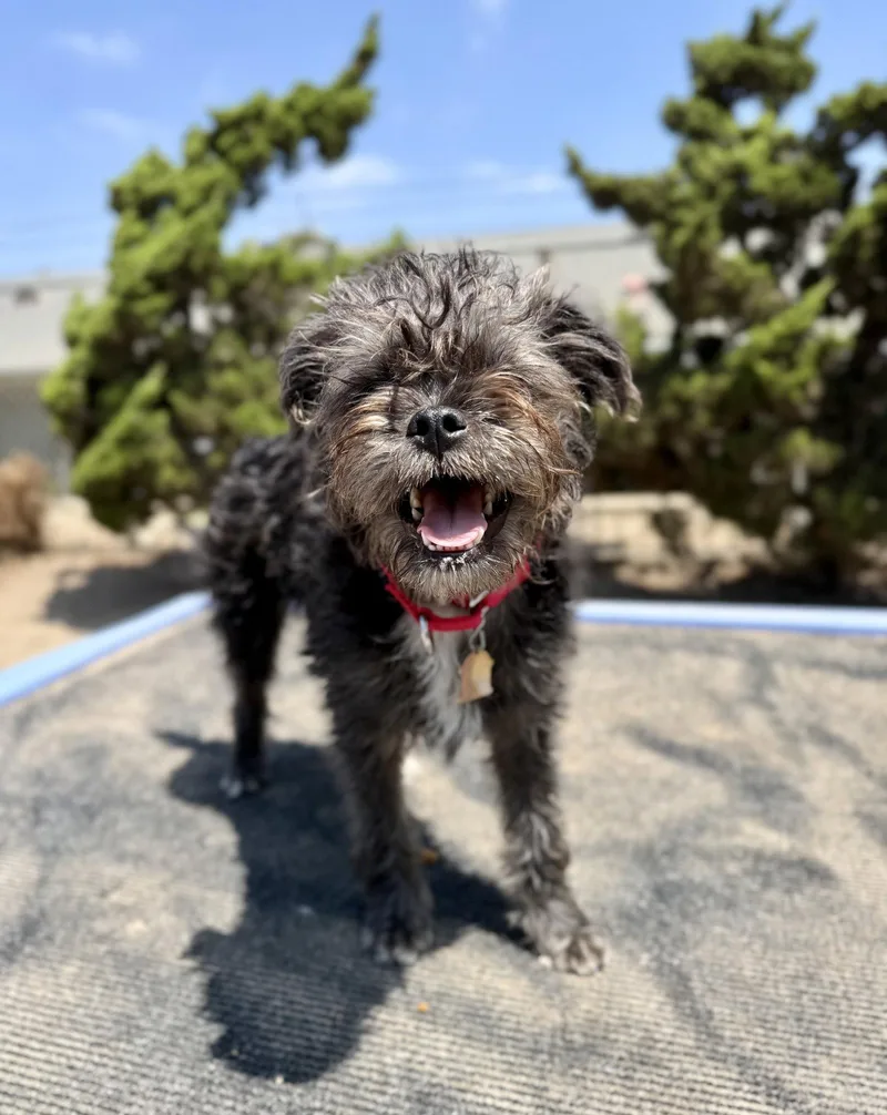 A young small-sized female Terrier dog named Skye for adoption in Seal Beach, CA