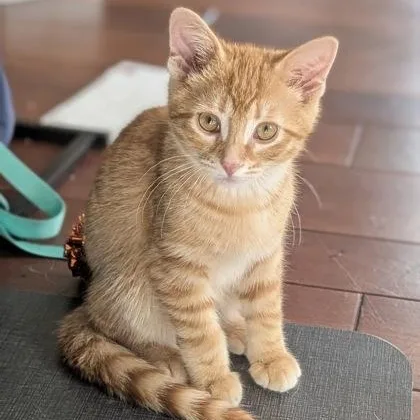 A young medium-sized male Domestic Short Hair cat named Abe for adoption in Belleville, MI