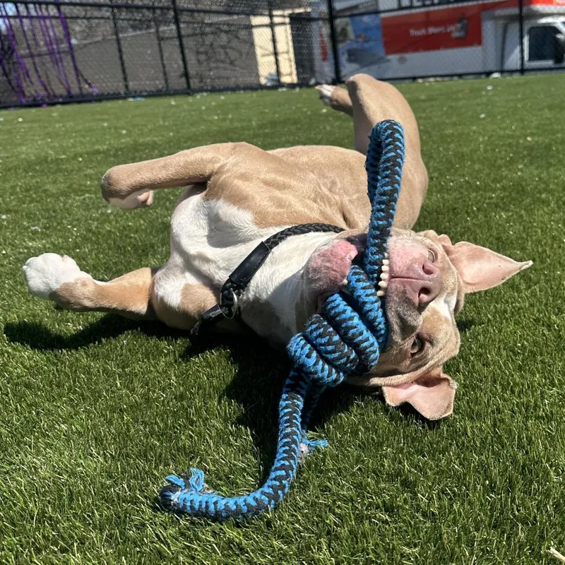 An adult medium-sized female Yellow / Tan / Blond / Fawn Mixed Breed dog named Clementine for adoption in Medford, NJ